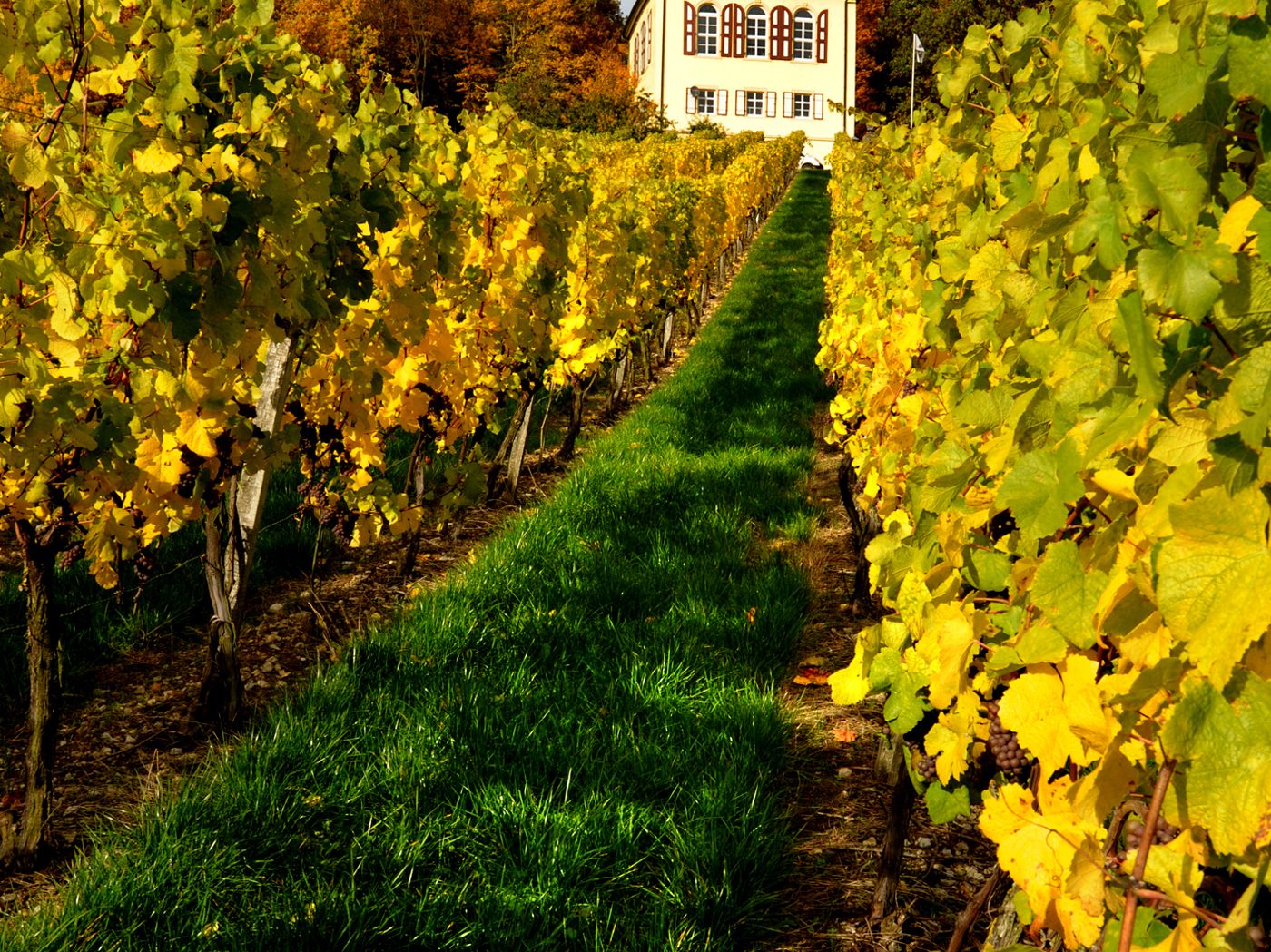Winzerhof Stahl
